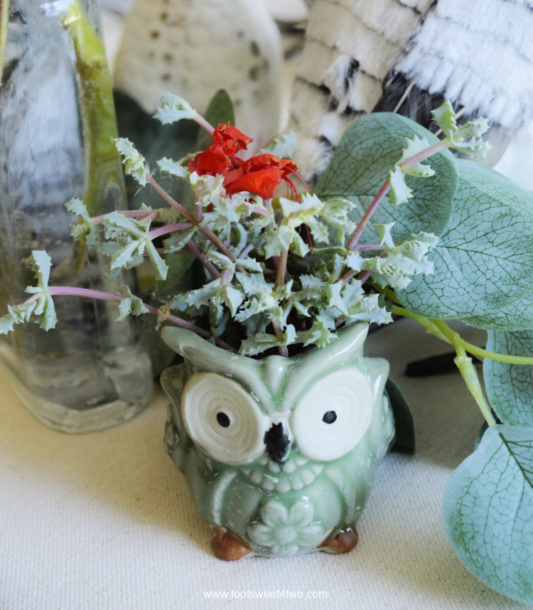 Cute green owl ceramic planter with succulent