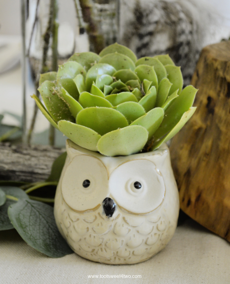 Owl ceramic planter with a succulent